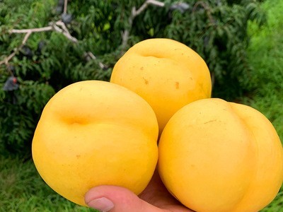 现摘黄桃10斤新鲜当季孕妇水果油桃整箱脆桃5斤费水蜜桃应季桃子图3