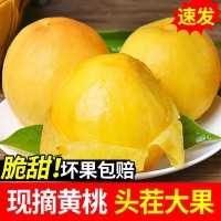 现摘黄桃10斤新鲜当季孕妇水果油桃整箱脆桃5斤费水蜜桃应季桃子