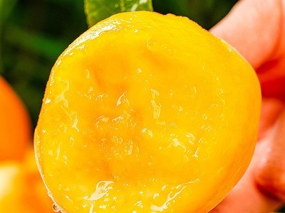 现摘黄桃10斤新鲜当季孕妇水果油桃整箱脆桃5斤费水蜜桃应季桃子图2