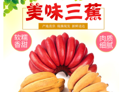 红美人香蕉 苹果蕉 天宝蕉 红蕉软糯香甜 新鲜水果 当季香蕉5斤装图2
