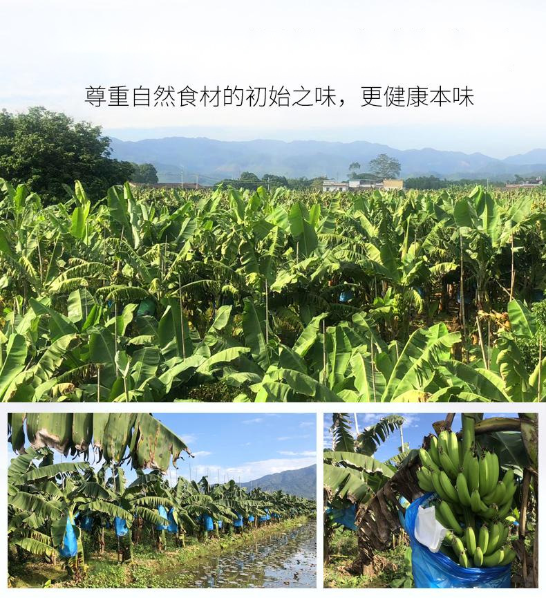 组合香蕉详情003.jpg