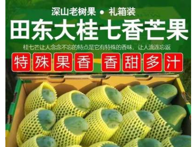 现摘超甜广西桂七芒新鲜水果3/5/10斤装非贵妃芒整箱批发图2