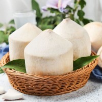 现摘当季椰子果园直达海南牛奶椰子汁椰白煲汤孕妇水果非泰国椰青