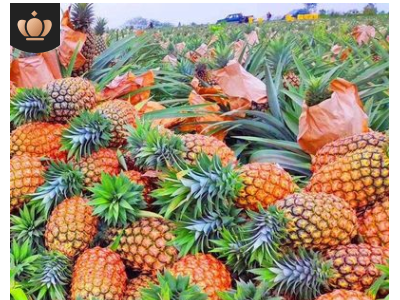 海南金钻凤梨代发当季新鲜水果无眼凤梨5斤10斤装手撕凤梨非菠萝图4