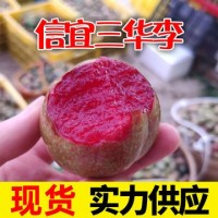 【现货速发】广西三华李当季新鲜水果酸脆李子