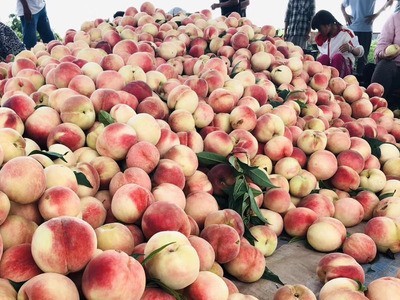 秦王桃子陕西秦王水蜜桃9斤新鲜水果一件代发代理毛桃图5
