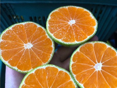 云南华宁蜜橘无籽柑橘9斤新鲜水果一件代发甜桔子青皮橘子图2