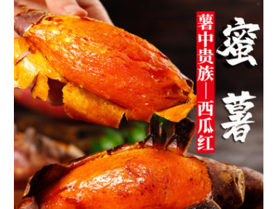 【一件代发】红薯新鲜西瓜红烤板栗蜜薯地瓜番薯批发海南六鳌山东图4