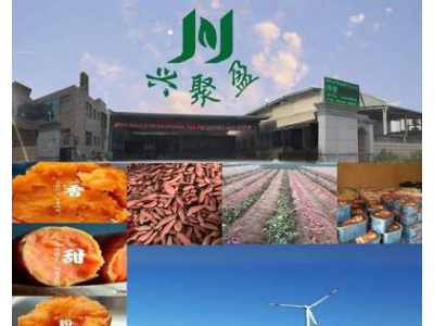 新鲜红薯六鳌红蜜薯六鳌沙地红薯红心地瓜红番薯非板栗薯一件代发图2