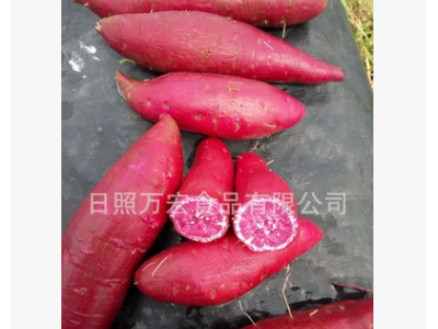 工厂供应红薯，保鲜地瓜，供应出口番薯图3