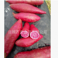 工厂供应红薯，保鲜地瓜，供应出口番薯
