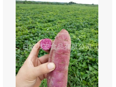 工厂供应红薯，保鲜地瓜，供应出口番薯图4