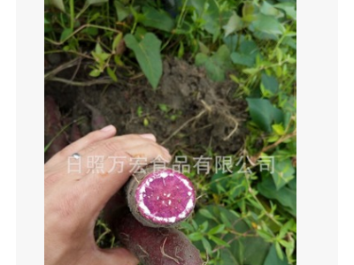 工厂供应红薯，保鲜地瓜，供应出口番薯图5