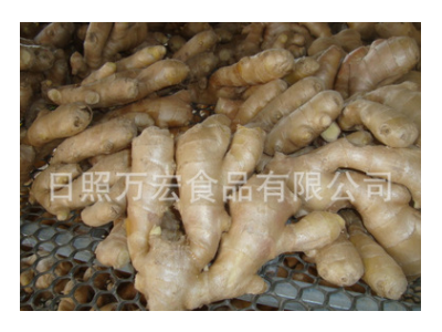 生产工厂供应出口生姜，风干姜，保鲜姜。图2