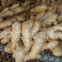 生产工厂供应出口生姜，风干姜，保鲜姜。
