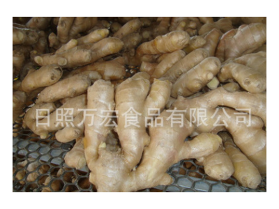 生产工厂供应出口生姜，风干姜，保鲜姜。图3