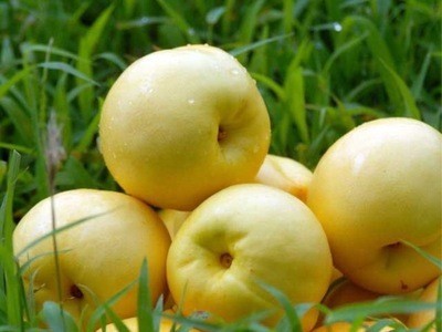 【黄橘油桃】当季鲜果桃味浓郁脆爽多汁5斤顺丰新鲜水果一件代发图4