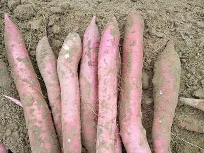 陕西临潼板栗薯板栗红薯红蜜薯新鲜沙地红薯非六鳌红薯图4