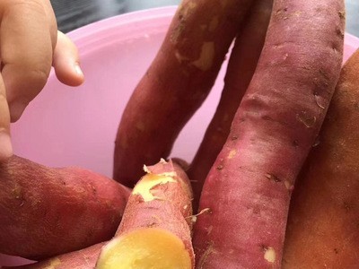 陕西临潼板栗薯板栗红薯红蜜薯新鲜沙地红薯非六鳌红薯图2