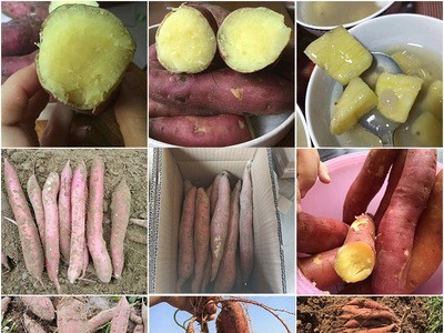 陕西临潼板栗薯板栗红薯红蜜薯新鲜沙地红薯非六鳌红薯图5