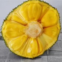 海南三亚菠萝蜜新鲜采摘热带水果13-16斤代发非榴莲蜜一件代发