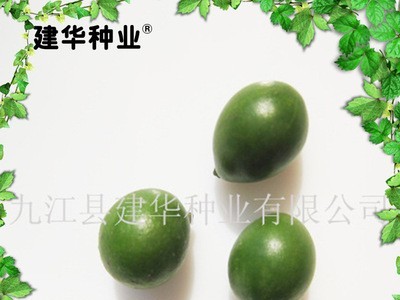 现货出售 罗汉松种子图3
