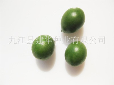 现货出售 罗汉松种子图5
