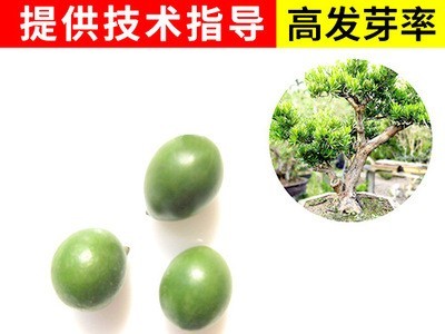 现货出售 罗汉松种子图2