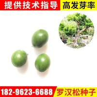 现货出售 罗汉松种子