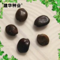 供应紫荆花种子