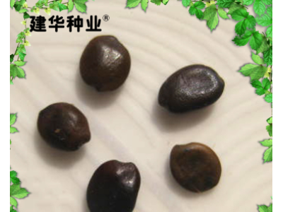 供应紫荆花种子图5