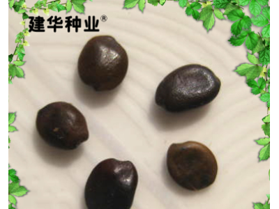 供应紫荆花种子图4