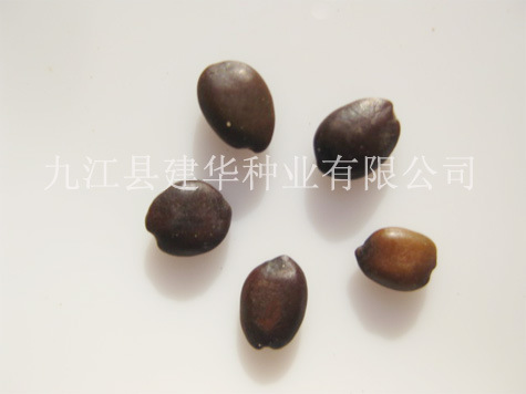 紫荆