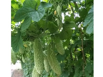 淡绿皮苦瓜籽厦门龙之子种业座果高蔬菜种子易种翠月苦瓜子图2