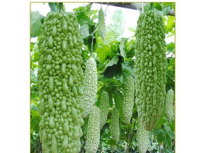 淡绿皮苦瓜籽厦门龙之子种业座果高蔬菜种子易种翠月苦瓜子图4