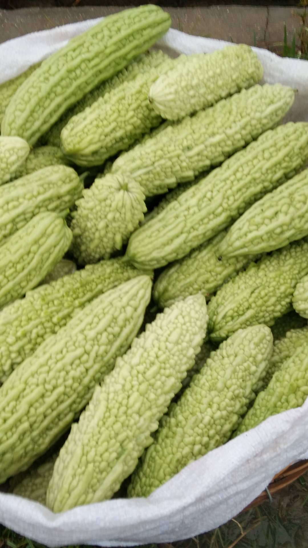 翠月11