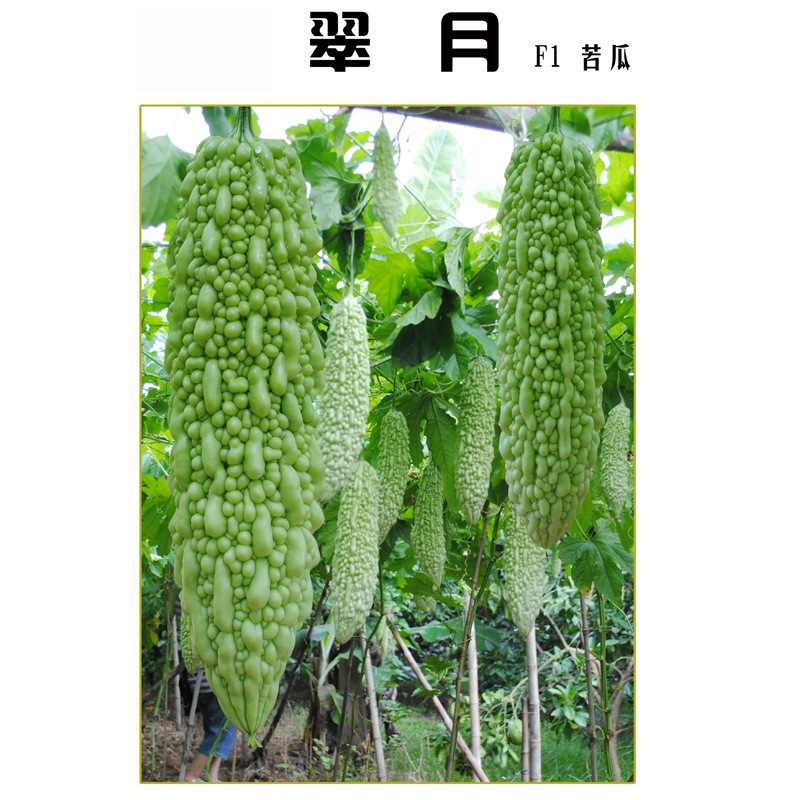 翠月A 800