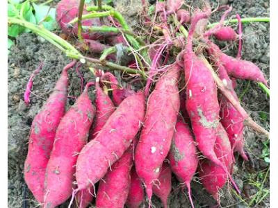 临安天目山小香薯5斤红薯新鲜农家蜜薯紫薯地瓜板栗山芋番薯图4