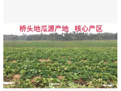海南澄迈桥头富硒地瓜5/10斤装板栗红薯富硒桥头地瓜产地精选果图3