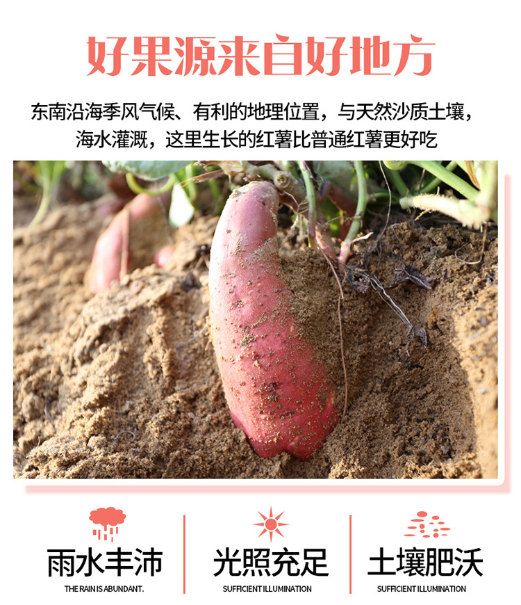 六鳌红薯详情005