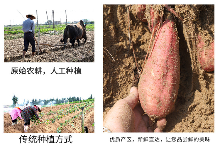 六鳌红薯详情007