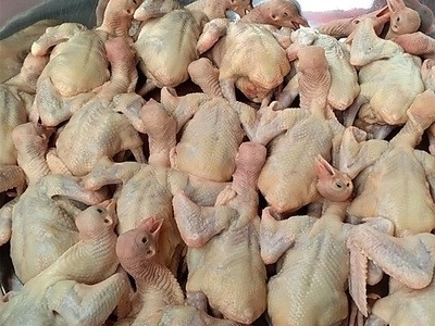 6两-8两以下 脆皮乳鸽 香脆爽口 喂养5年鸽子超市/菜馆专供美食图4