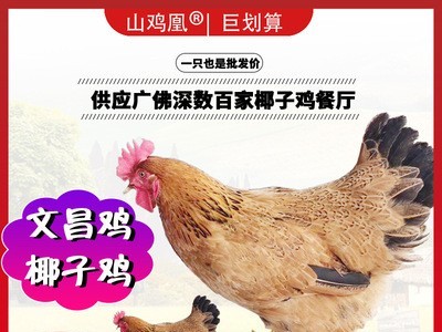 【山鸡凰】文昌鸡海南农家散养椰子鸡新鲜整鸡走地鸡土鲜鸡肉批发图2