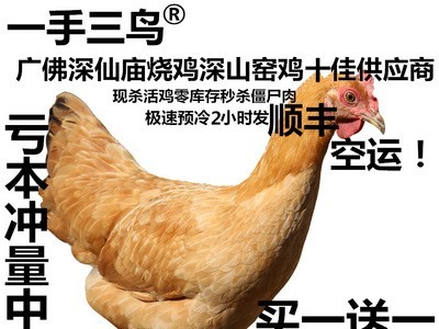 【一手三鸟】现杀三黄鸡散养土鸡肉小公鸡母鸡烧窑童子鸡买一送一图2