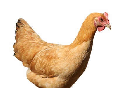 【一手三鸟】现杀三黄鸡散养土鸡肉小公鸡母鸡烧窑童子鸡买一送一图5