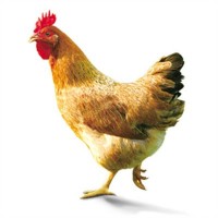 【一手三鸟】现杀三黄鸡散养土鸡肉小公鸡母鸡烧窑童子鸡买一送一