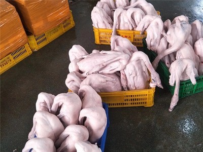 广东黑棕鹅棚鹅狮头鹅港式烧鹅醉鹅原材冰鲜鹅新鲜光鹅全国可发货图3