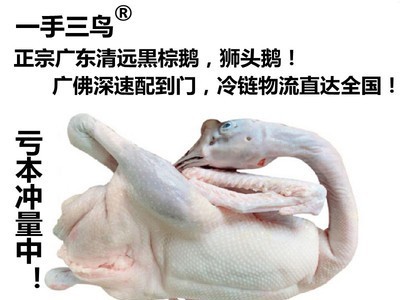 广东黑棕鹅棚鹅狮头鹅港式烧鹅醉鹅原材冰鲜鹅新鲜光鹅全国可发货图5