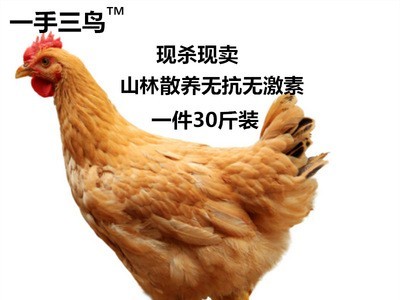 光鸡三黄鸡清远鸡烧鸡直供餐厅酒店饭堂商超新鲜现杀批发可斩块图5