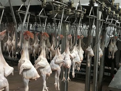 光鸡三黄鸡清远鸡烧鸡直供餐厅酒店饭堂商超新鲜现杀批发可斩块图3